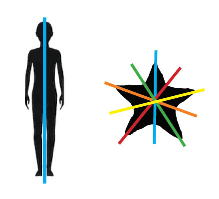 Silhouettes of a human and a starfish showing their lines of symmetry using coloured bands