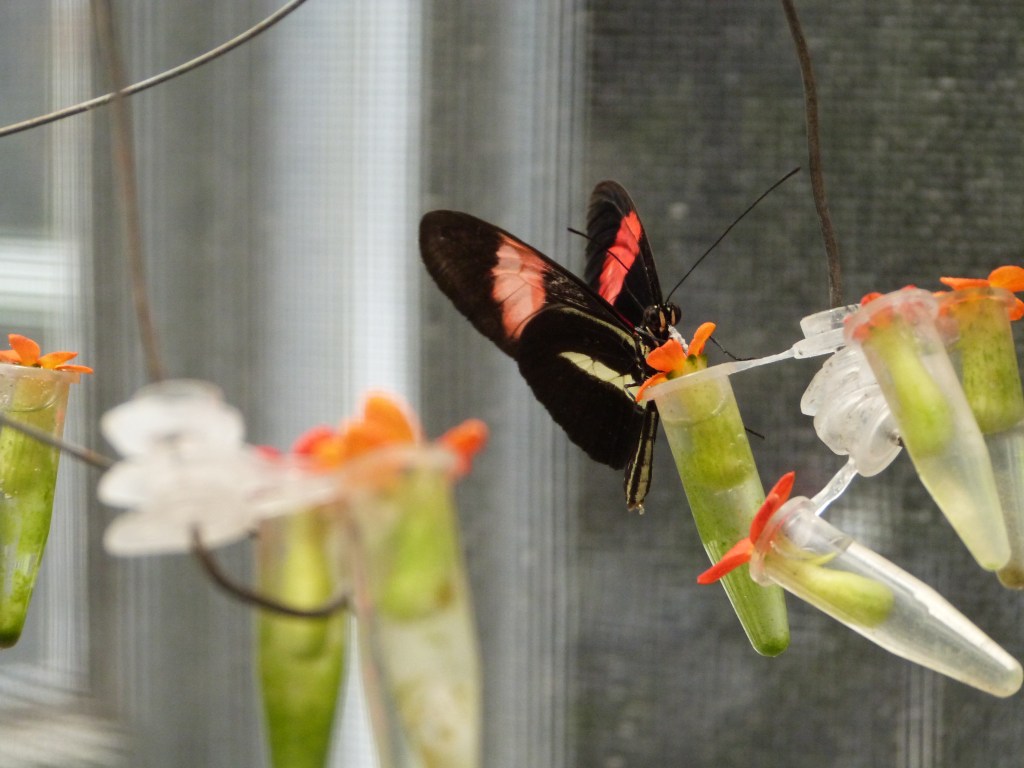 Heliconius butterfly feeding