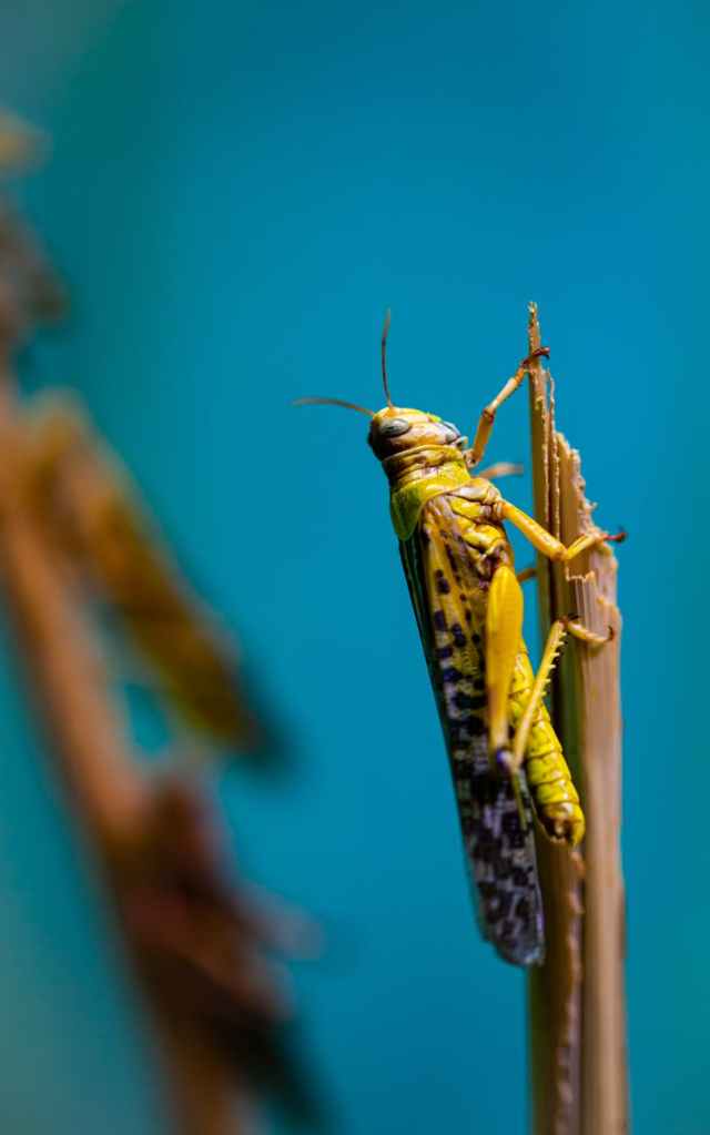Desert locust on a reed 