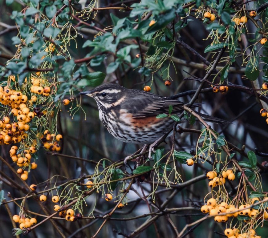 Redwing amongst winter berries