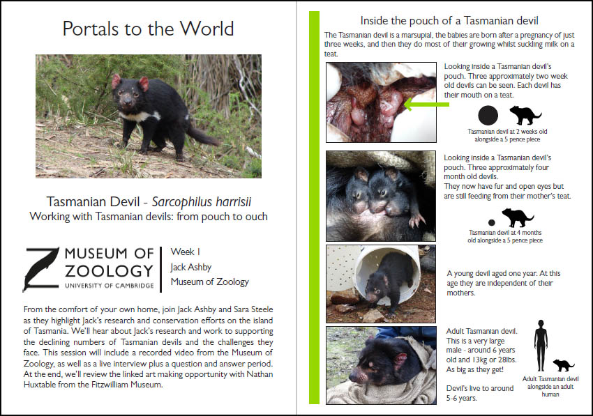 Preview of handout to accompany tasmanian devil video