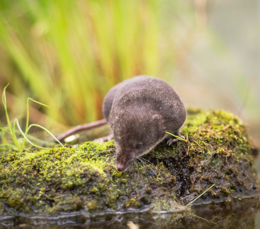 Water shrew by a stream