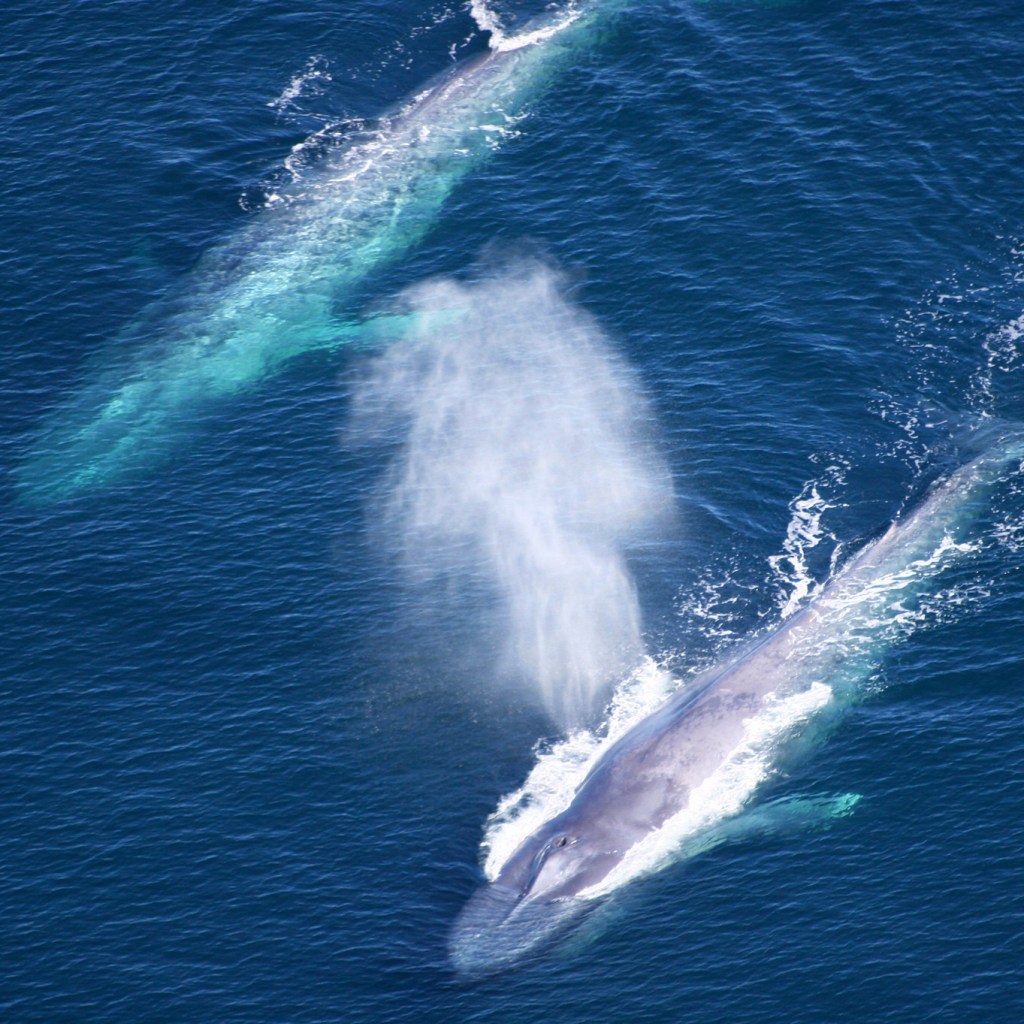 Blue whales swimming