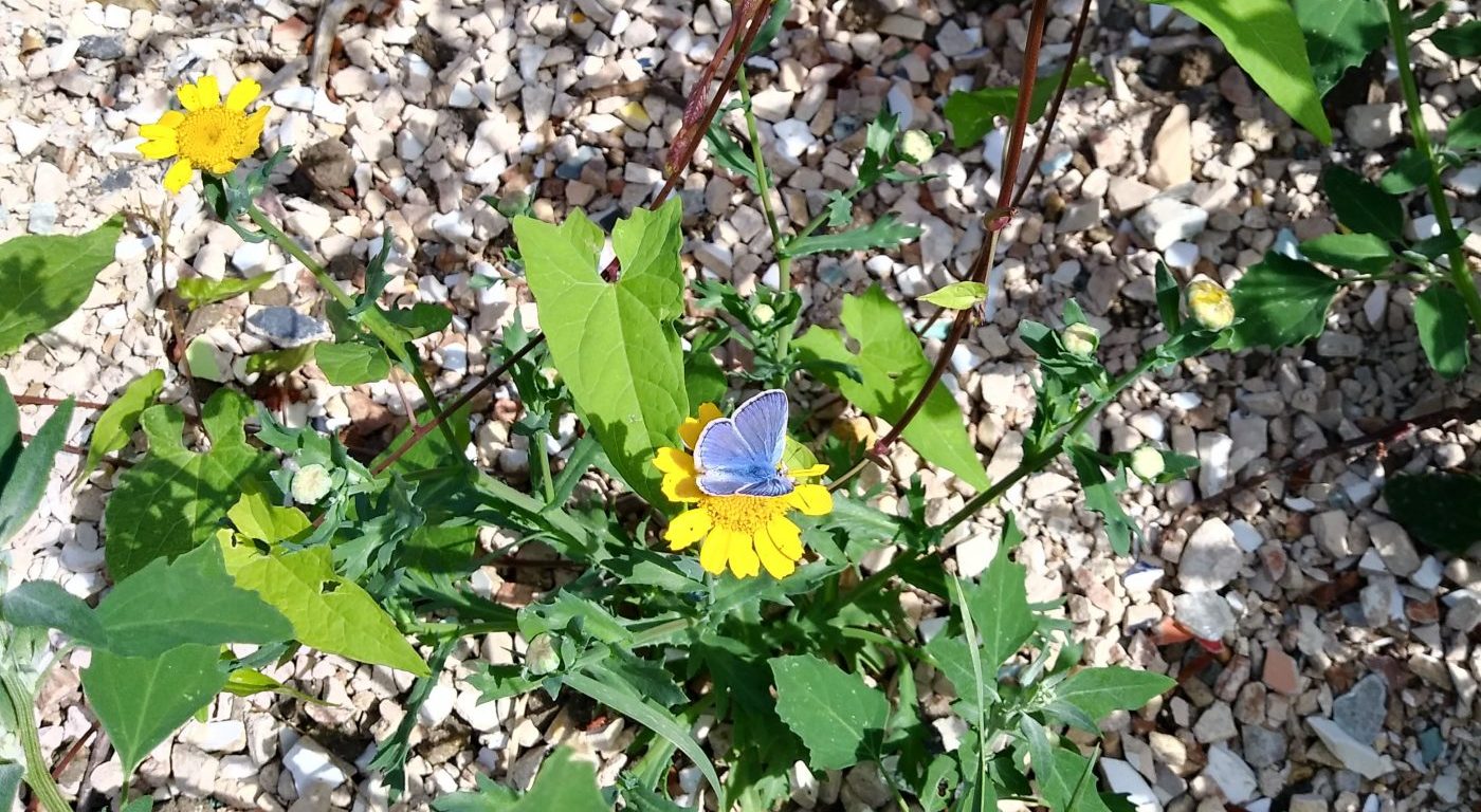 Common blue butterfly sat on a yellow flower at brownfield site