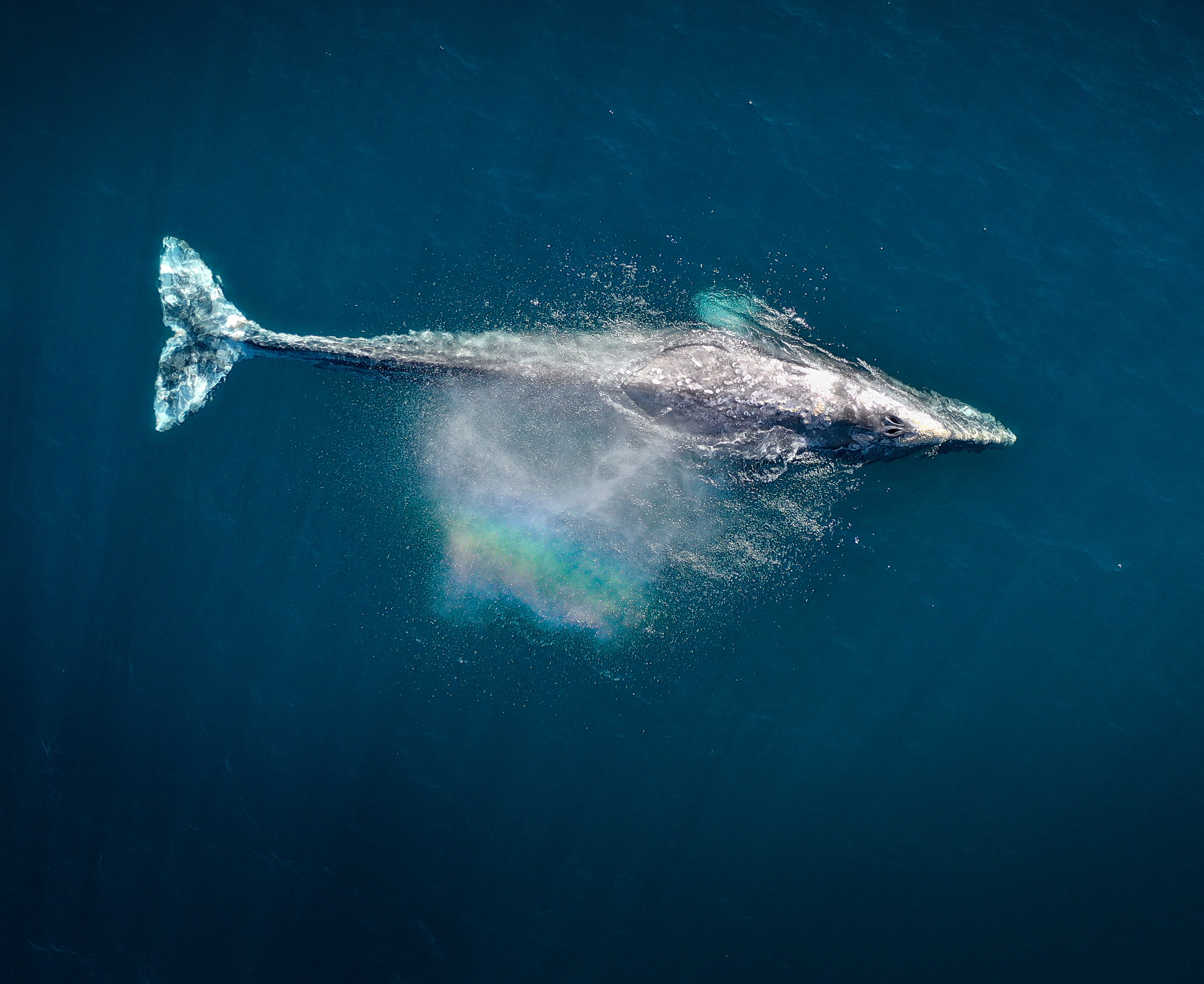 Birds-eye photo of whale. The whale has spirted water from its blowhole, and the water along with sunlight has created a rainbow of colour