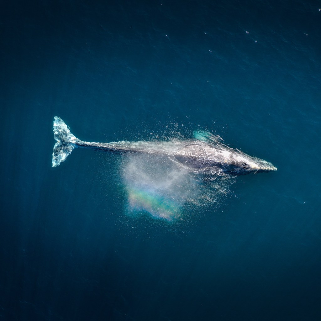 Whale viewed from above