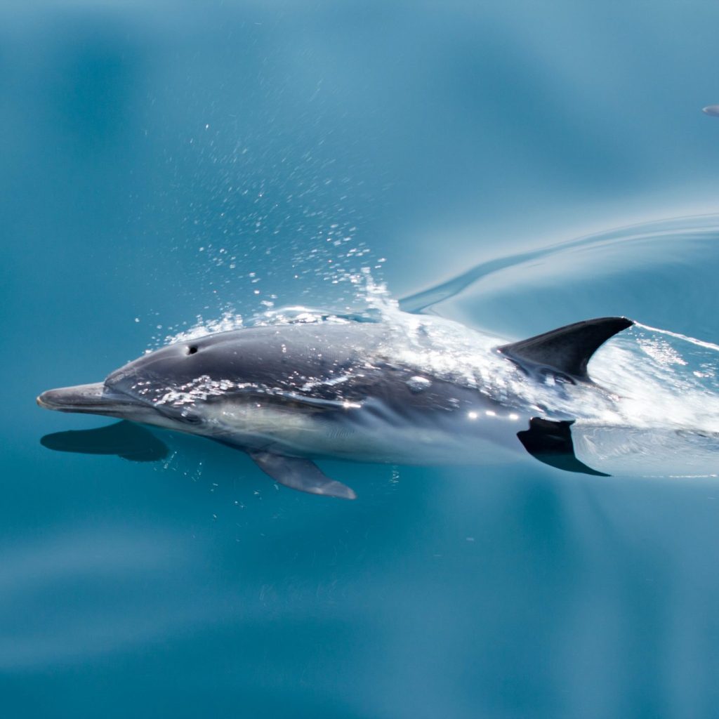 Common dolphin