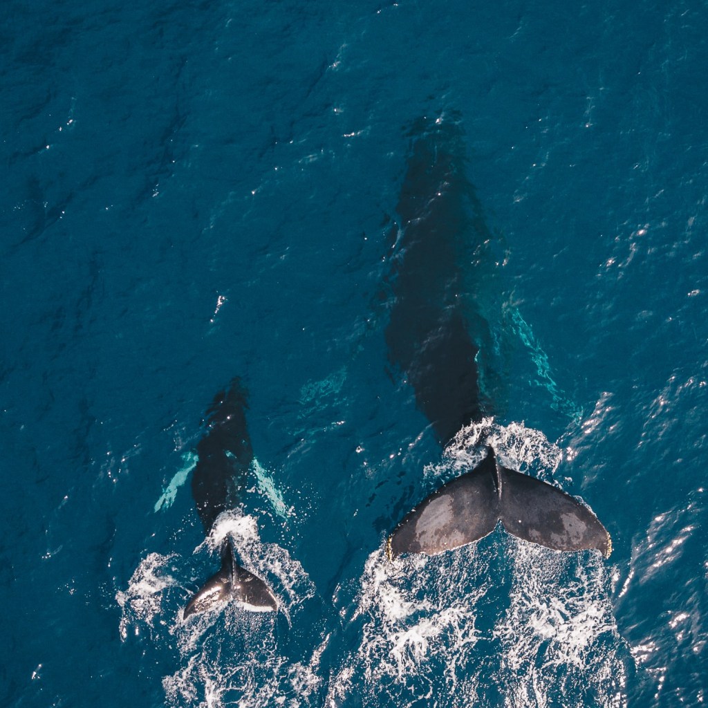 Whales: mother and calf swimming