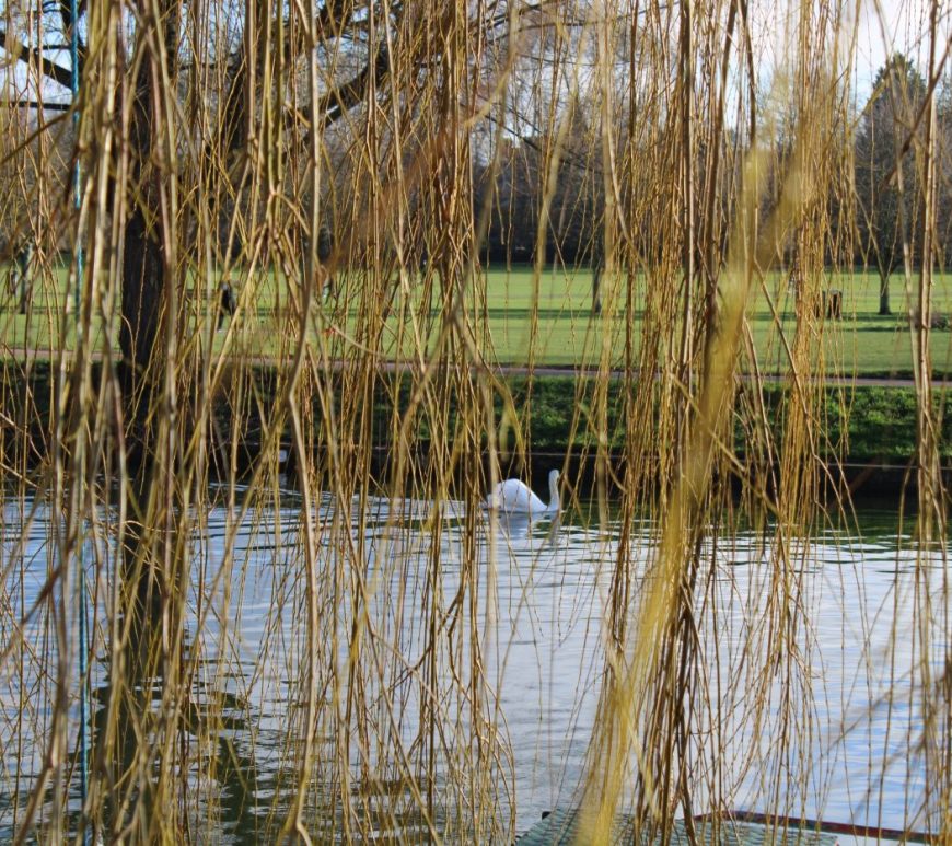 Swan on the river viewed through willow branches