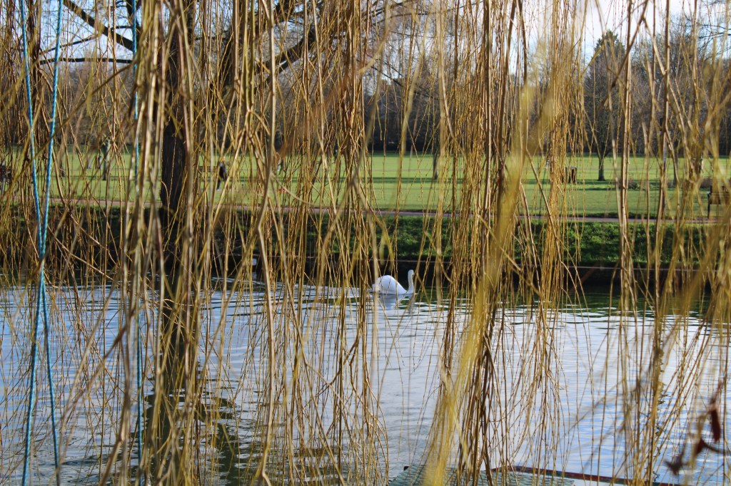 Swan on the river viewed through willow branches