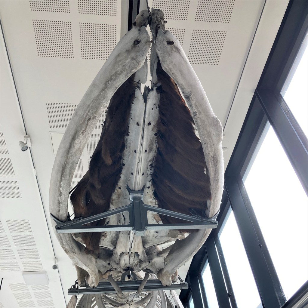 Fin whale skull viewed from underneath