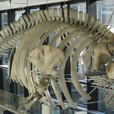 Ribcage of the fin whale skeleton