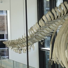 Tail end of the fin whale skeleton