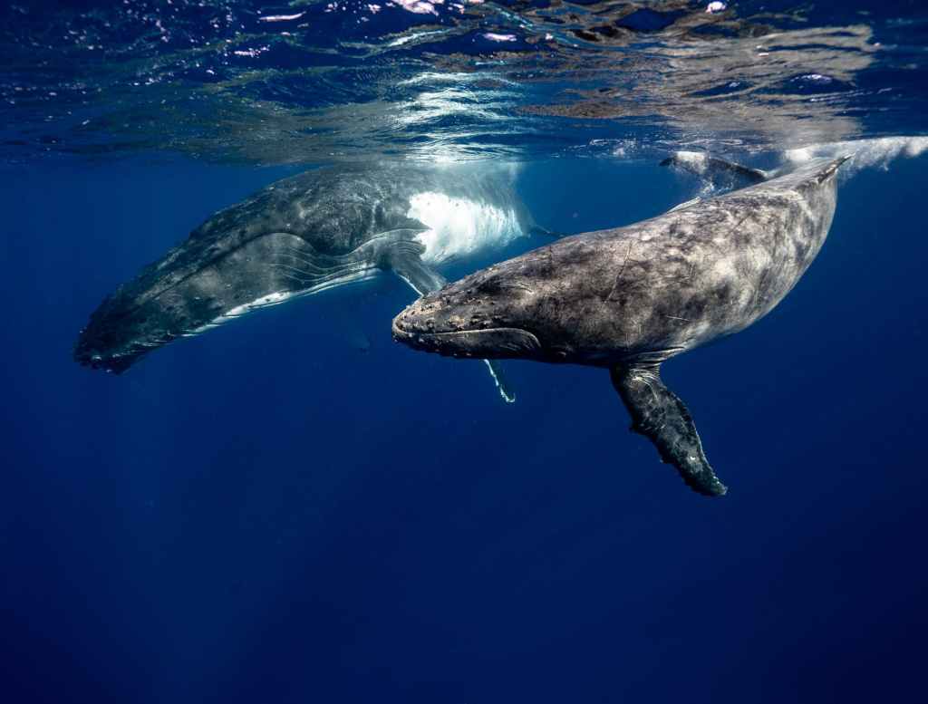 Underwater view of two humpback whales swimming alongside one another.