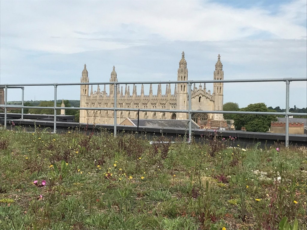 David Attenborough Building green roof in bloom showing Kings College in distance