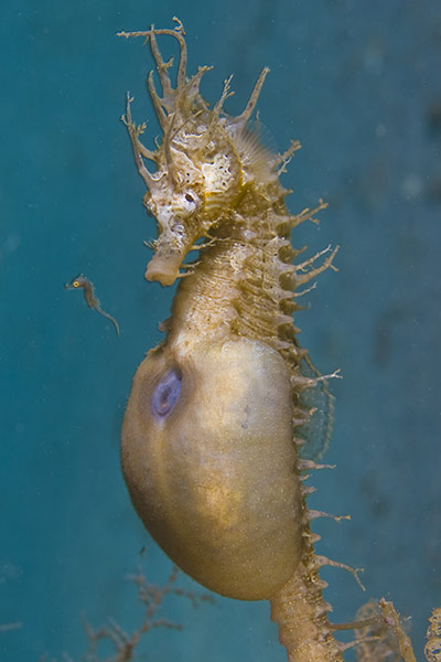 Male seahorse with swollen belly. a tiny seahorse swims next to the larger male, having just emerged from a hole at the top of the swollen belly.