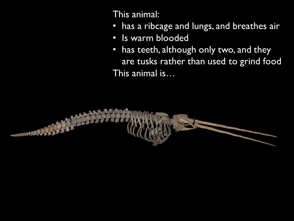 Museum specimen 9 from guessing game