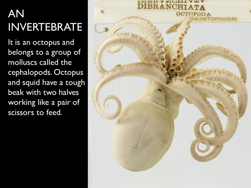Answer 10 Octopus