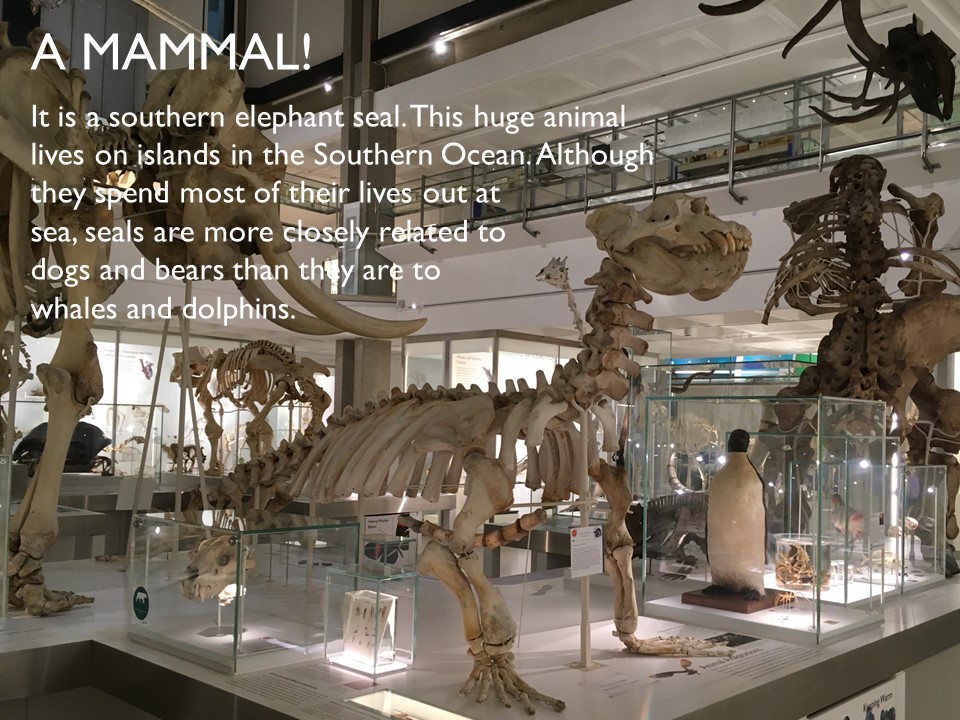 Answer 12 Elephant Seal