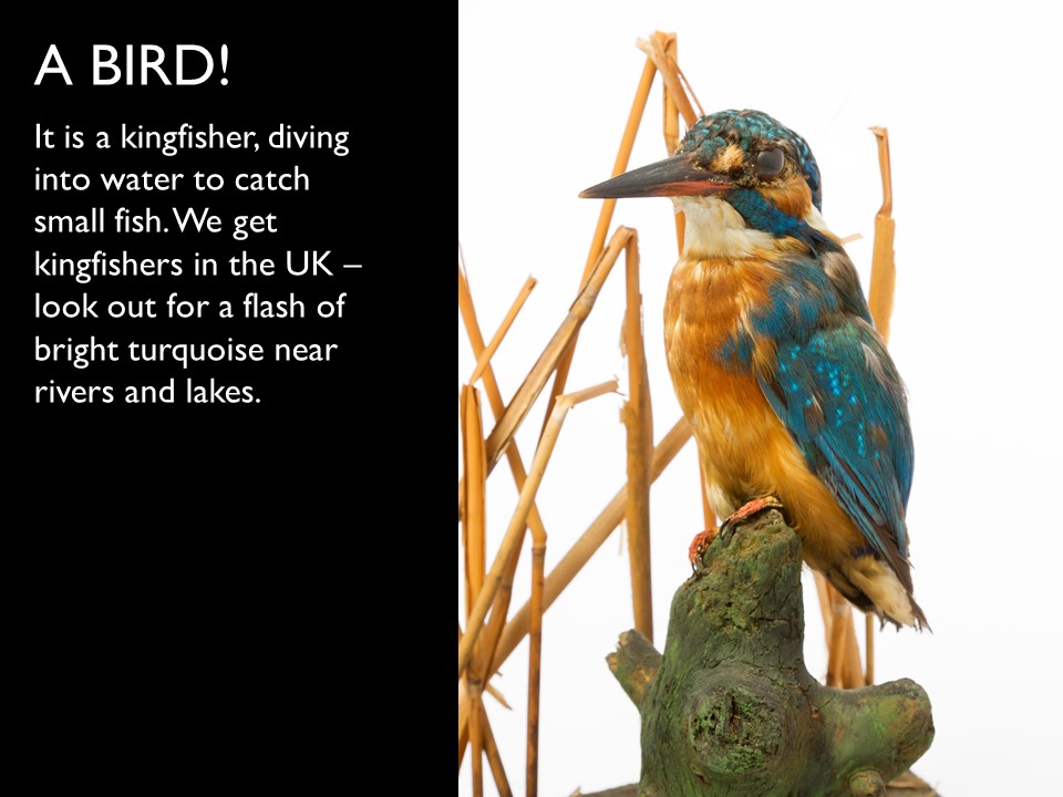 Answer 13 Kingfisher