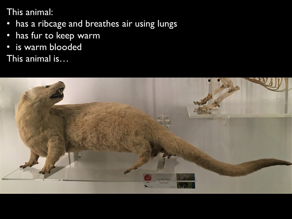 Museum specimen 14 from guessing game