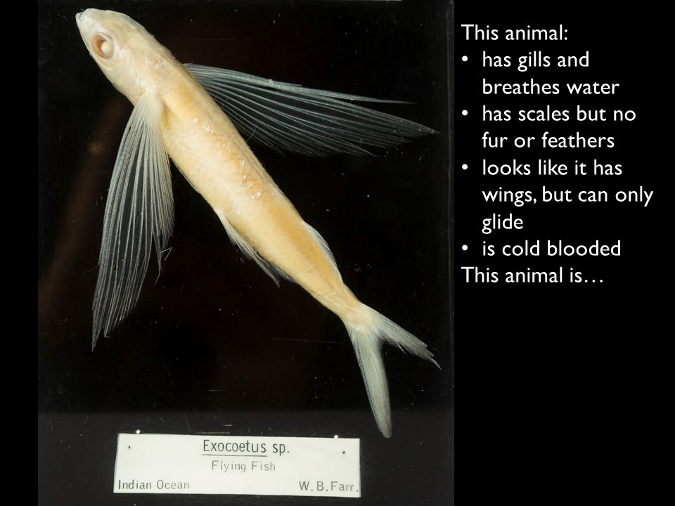 Museum specimen 4 from guessing game