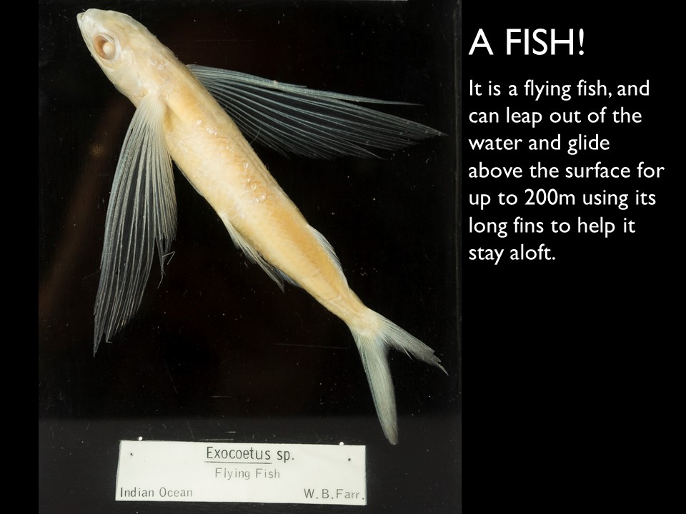 Answer 4 Flying Fish