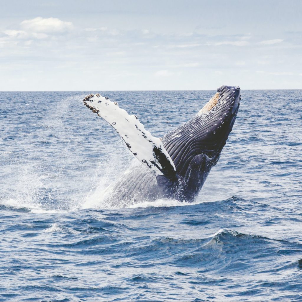Humpback whale