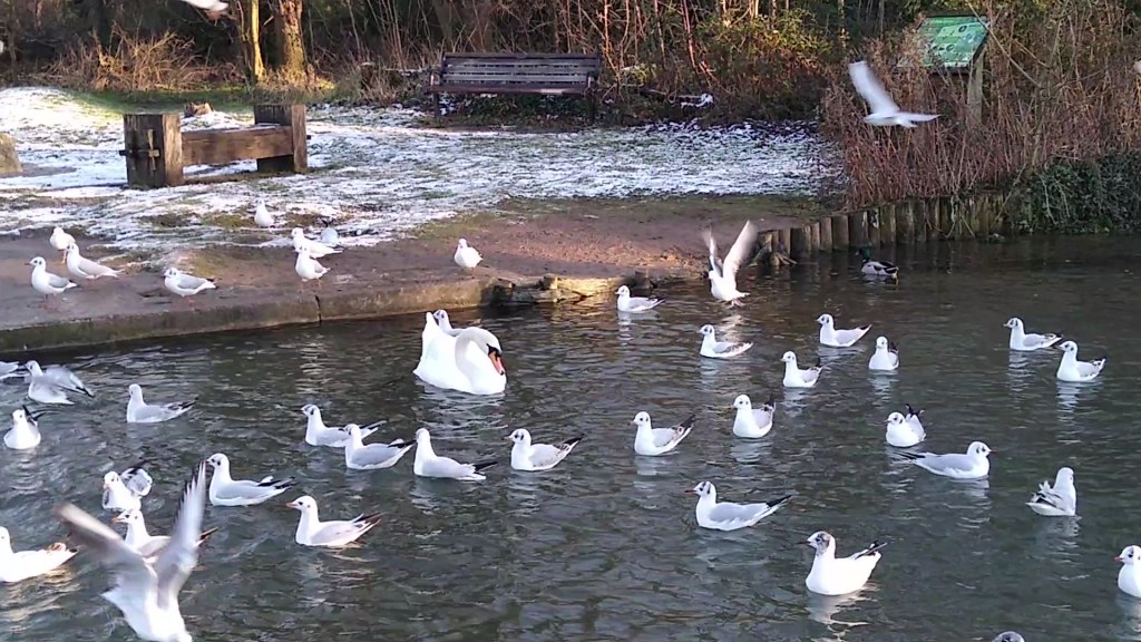 Black-headed gulls and a mute swan swimming on a lake at Cherry Hinton Hall