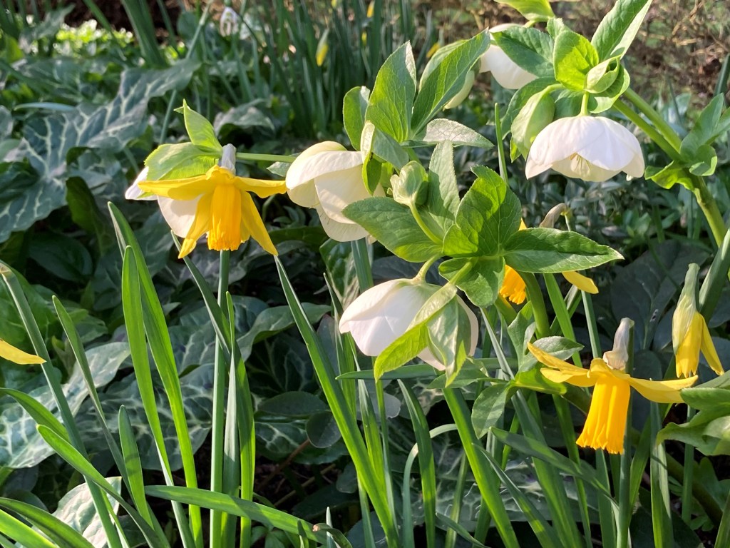 Daffodils and helebores in the Botanic Garden