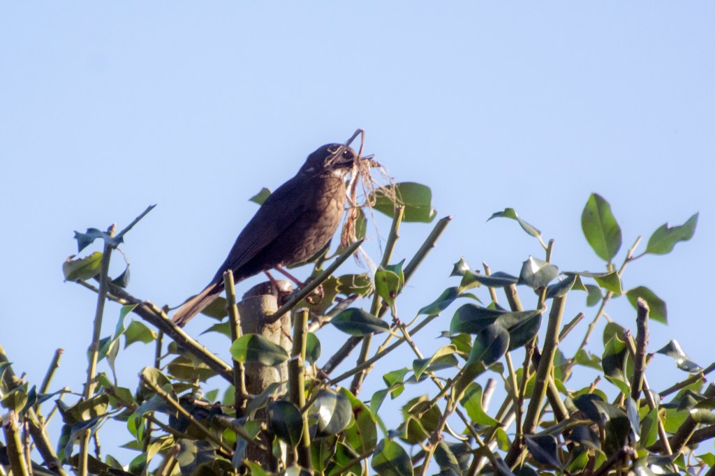 Female blackbird with nesting materials in her beak