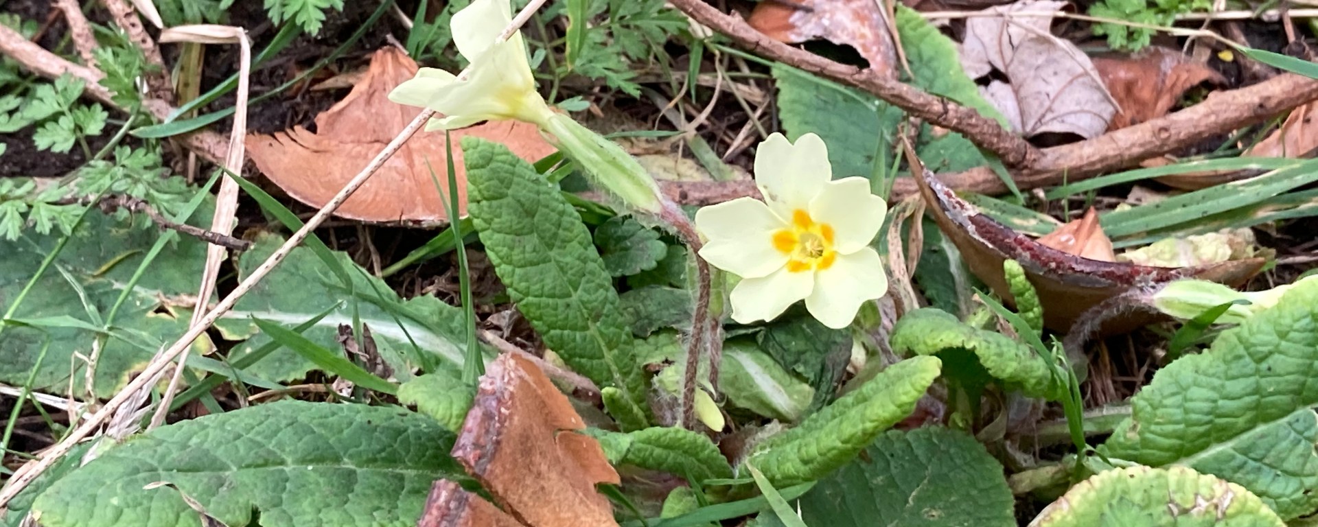 Primroses in flower