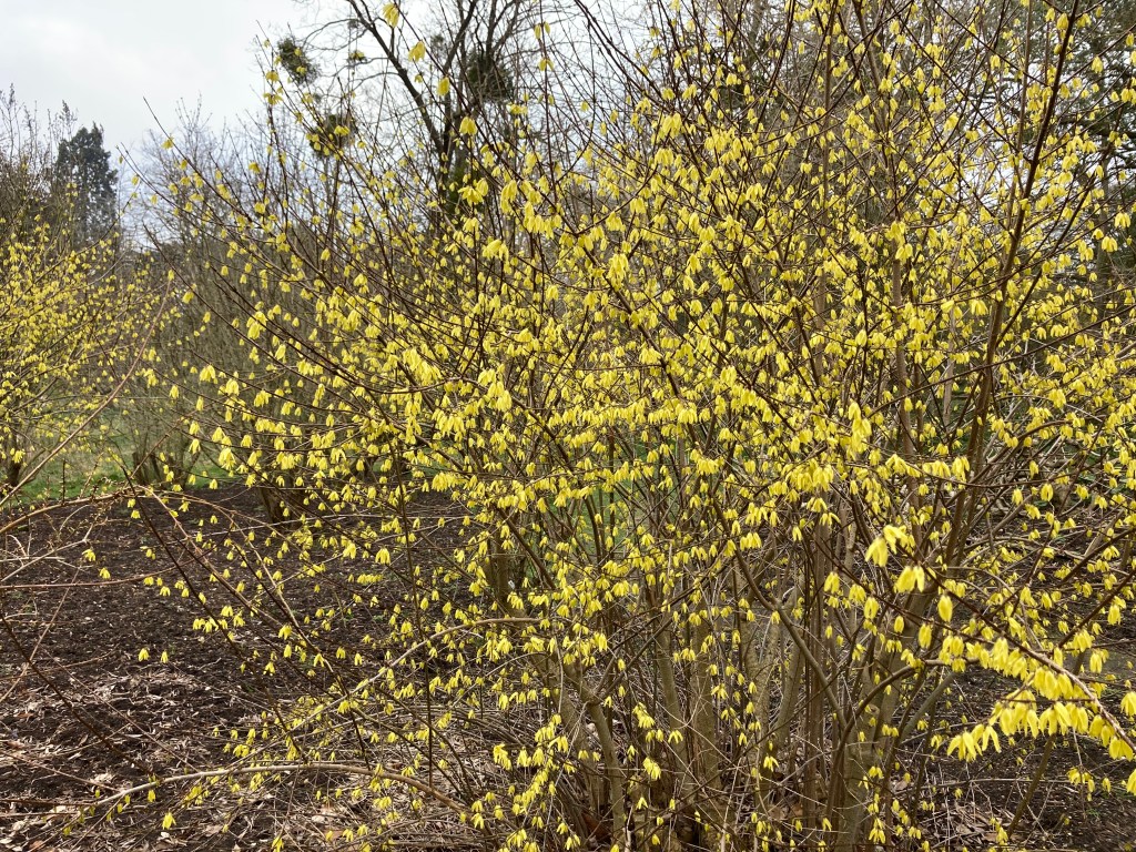 Yellow flowers of a forsythia