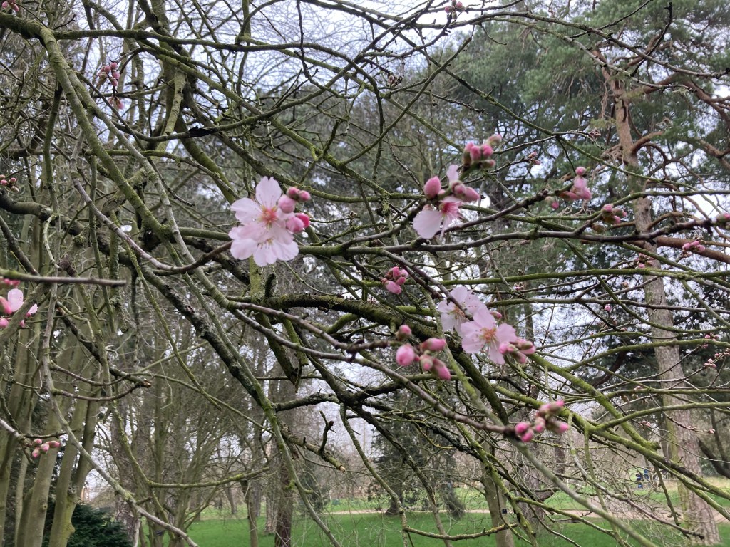 Pink blossom of a sweet almond