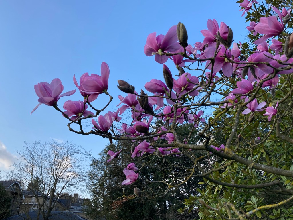 Pink magnolia in bloom