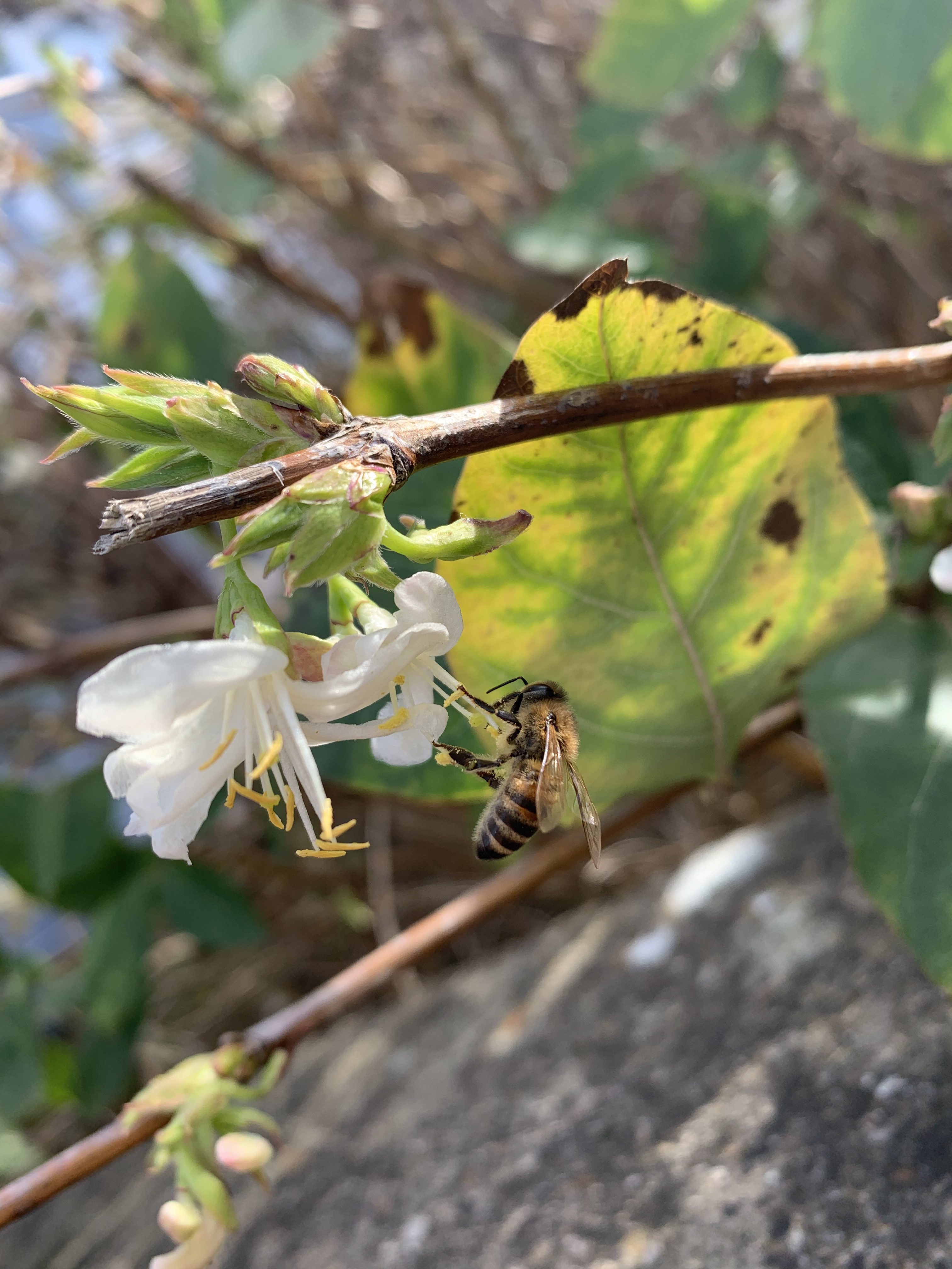 L. fragrantissima with a bee