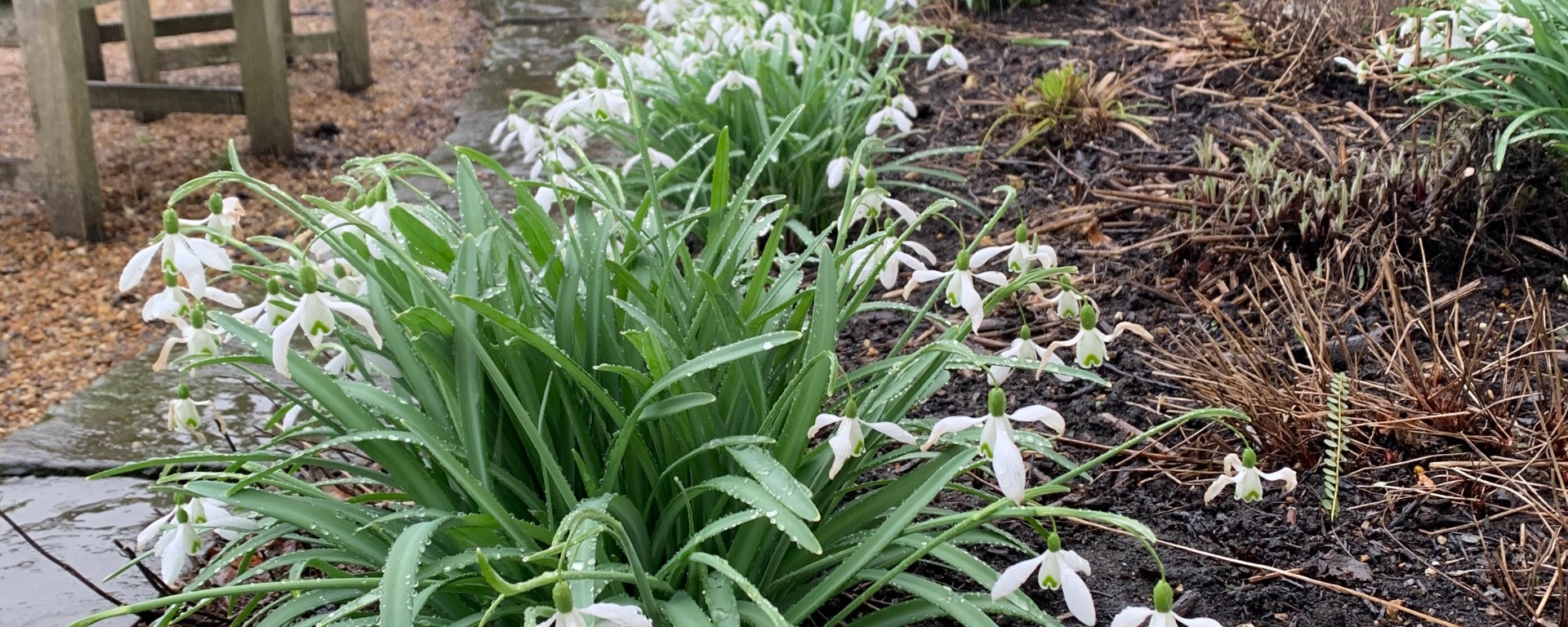 Snowdrops with open flowers