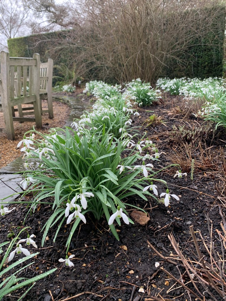 Snowdrops with open flowers