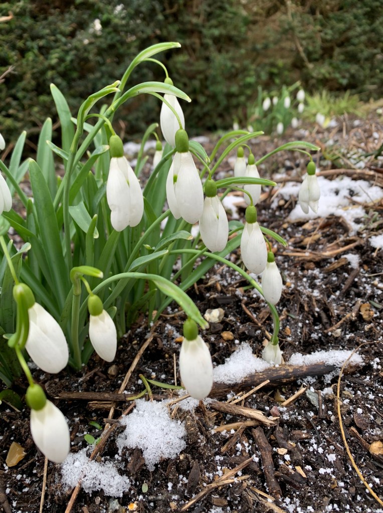 Snowdrops