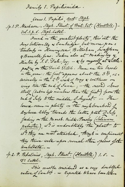 Page from Jenyns' notebook about swallowtail butterflies