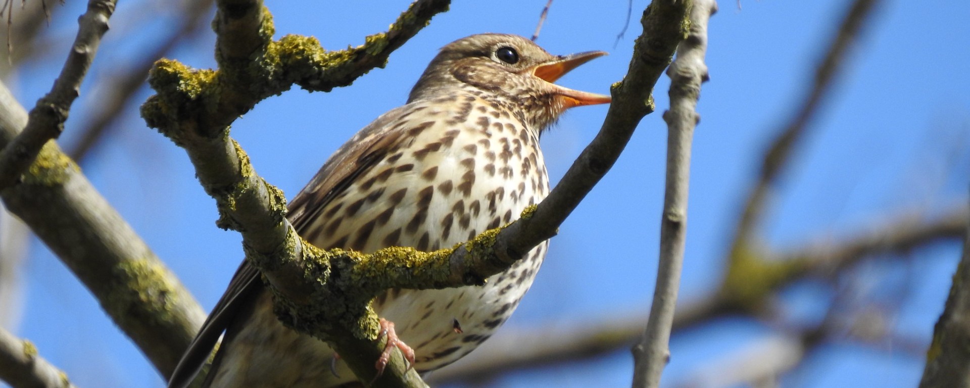 Song Thrush singing in a tree