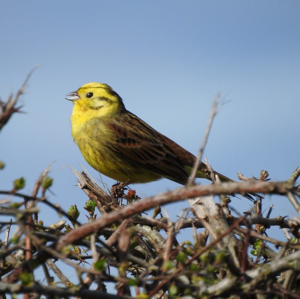 Yellowhammer