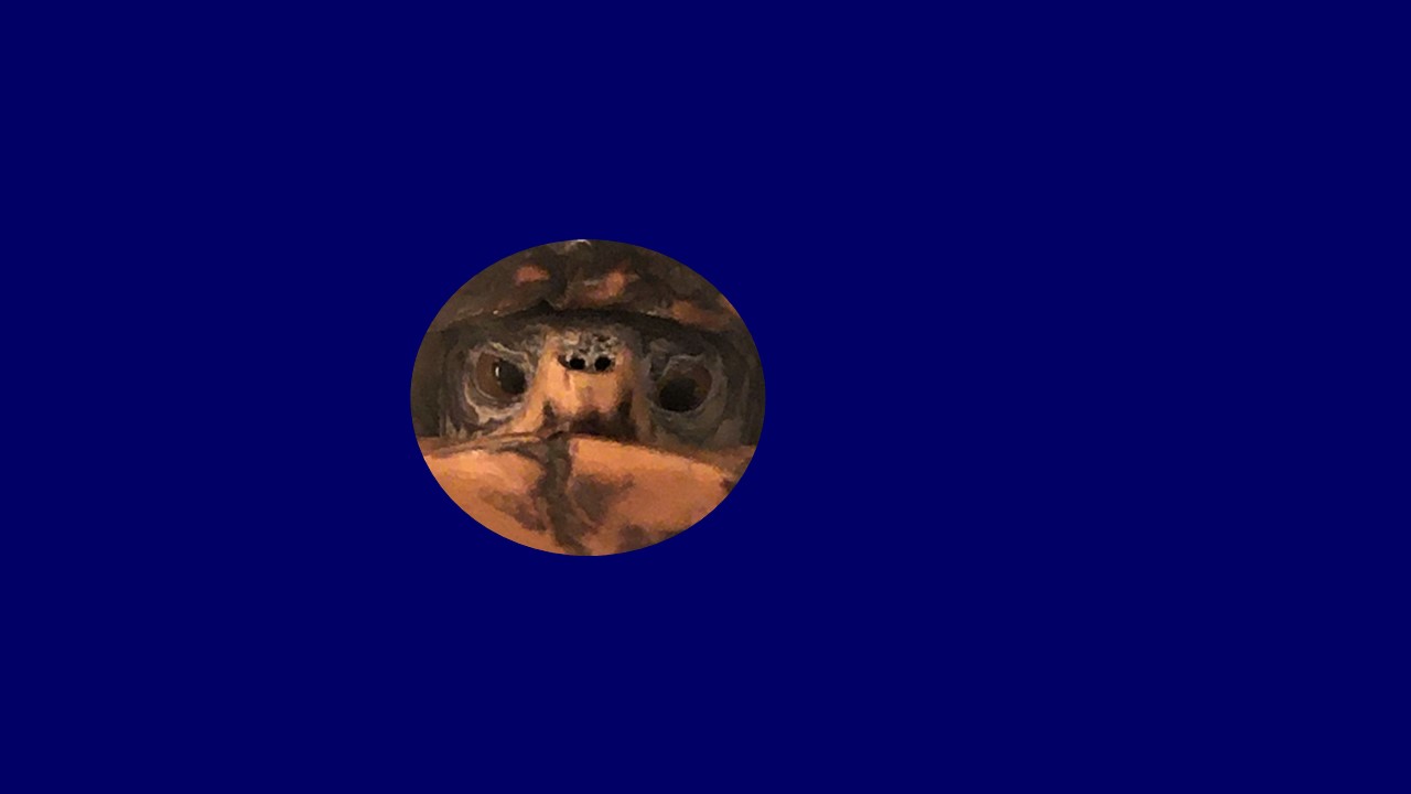 Head of a box turtle peering out of its shell