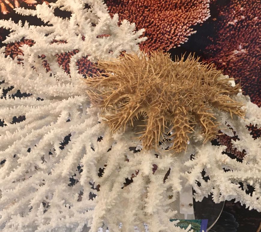 Crown of thorns starfish on display on a coral specimen