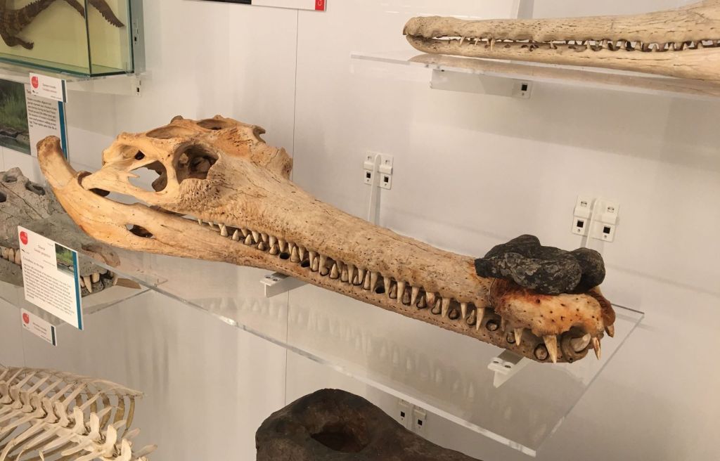 Gharial skull