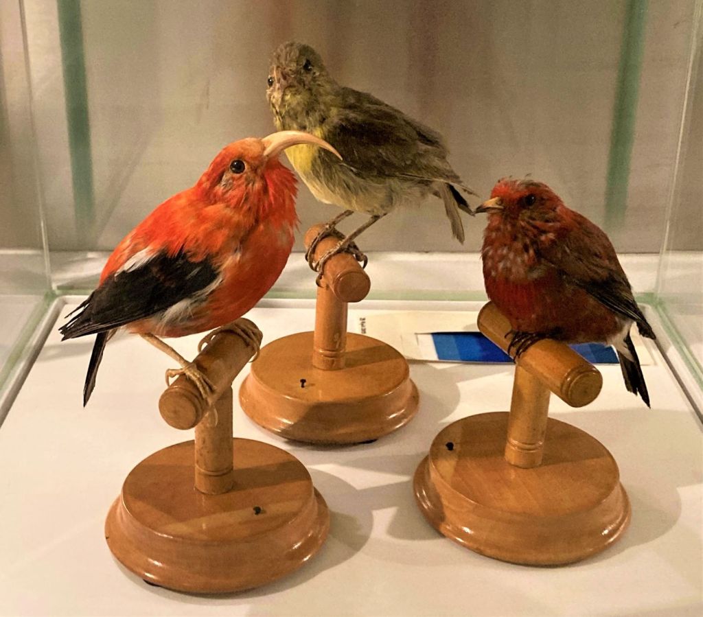 Three specimens of Hawaiian Honeycreeper in the Museum of Zoology