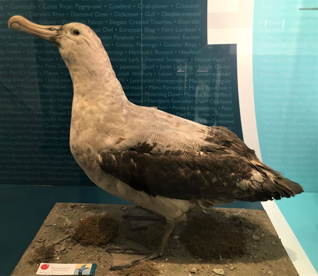 Taxidermied wandering albatross