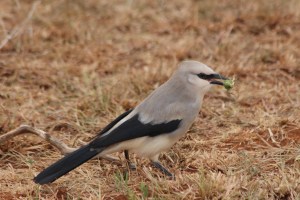 Ethiopian bush-crow stood on the ground with grasshopper in it's beak (c) Andrew Bladon
