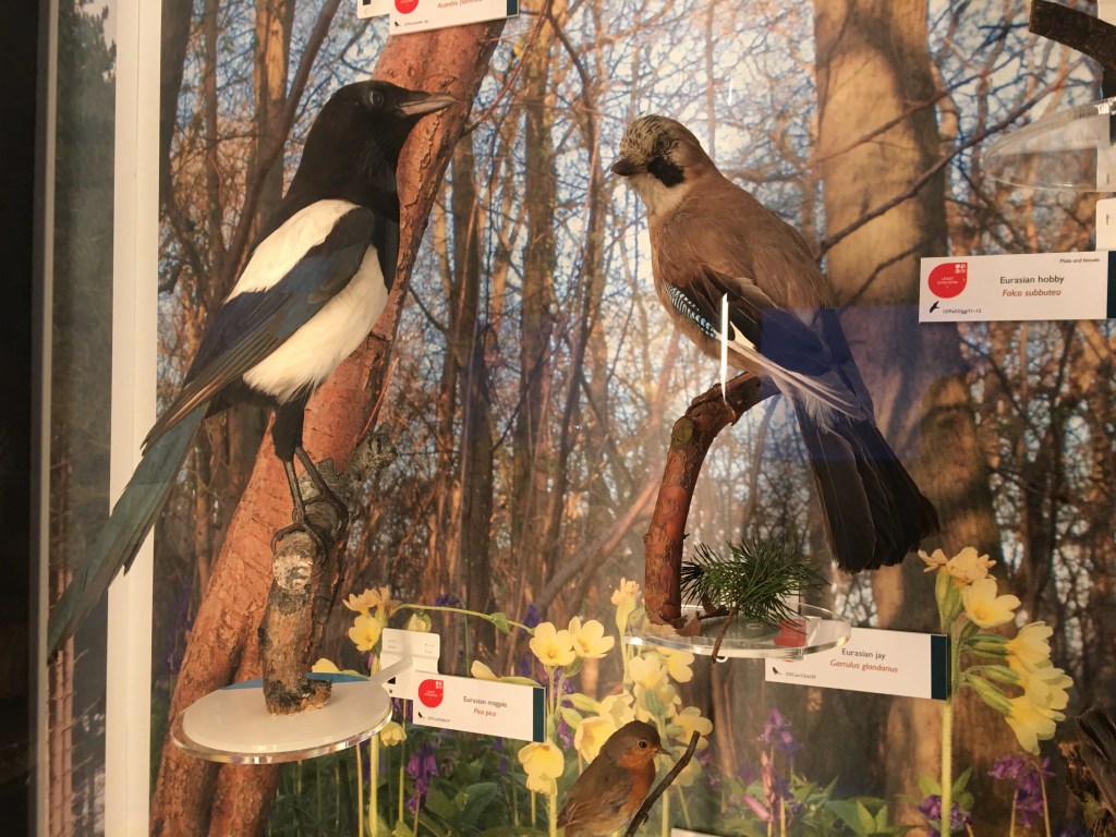Magpie and Jay taxidermy specimens (c) Museum of Zoology