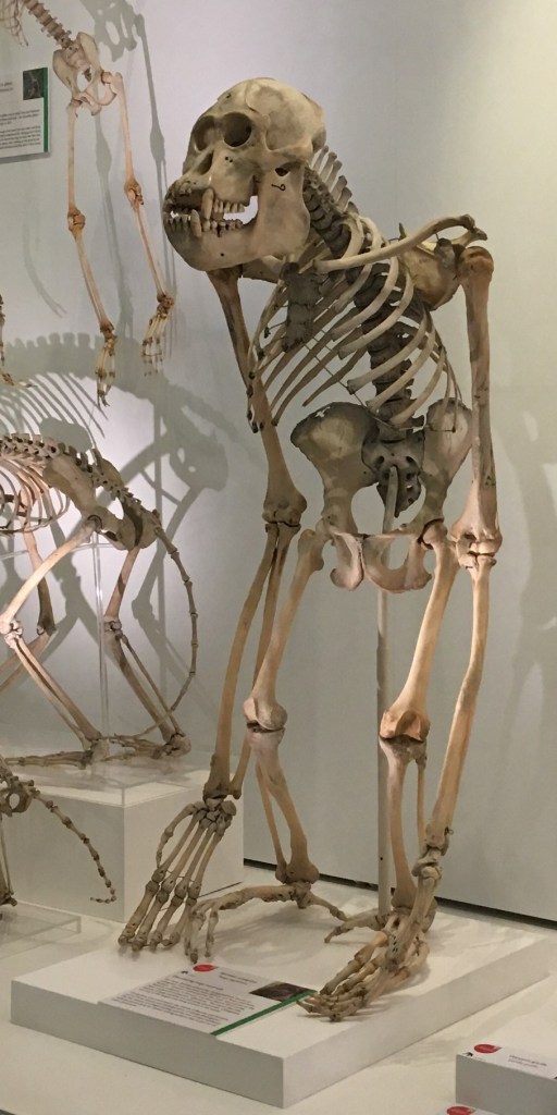 Orangutan skeleton